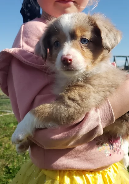  fantastici cuccioli di Australian Shepherd per ladozione | Foto 5