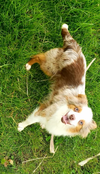  fantastici cuccioli di Australian Shepherd per ladozione | Foto 4
