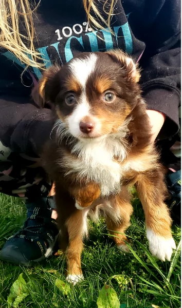  fantastici cuccioli di Australian Shepherd per ladozione | Foto 2