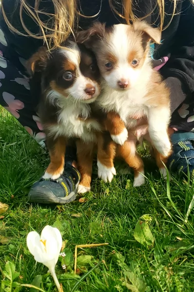  fantastici cuccioli di Australian Shepherd per ladozione | Foto 5