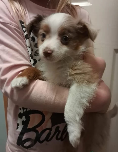  fantastici cuccioli di Australian Shepherd per ladozione | Foto 1