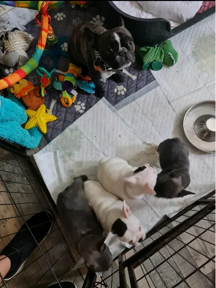 fantastici cuccioli di bouledogue per ladozione | Foto 1