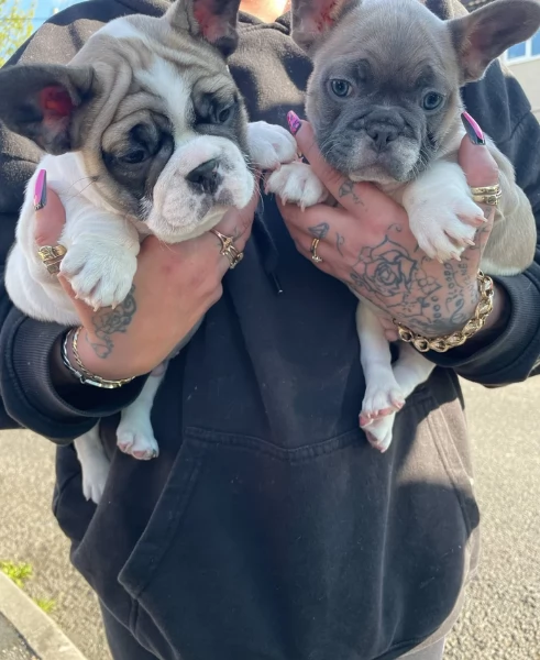 fantastici cuccioli di bouledogue per ladozione | Foto 0