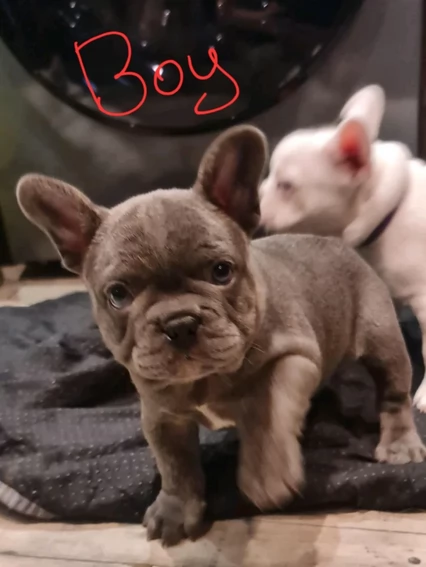 fantastici cuccioli di bouledogue per ladozione | Foto 1