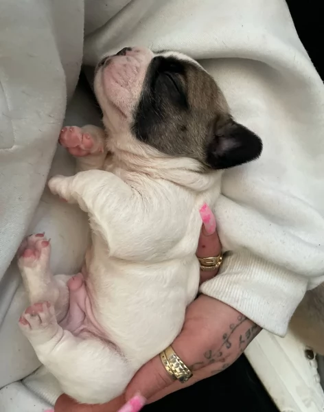 fantastici cuccioli di bouledogue per ladozione