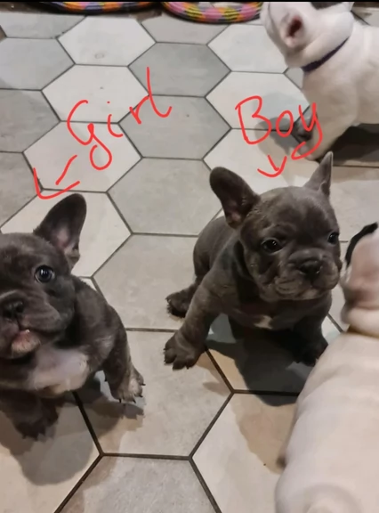 fantastici cuccioli di bouledogue per ladozione | Foto 2