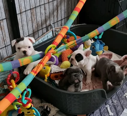 fantastici cuccioli di bouledogue per ladozione
