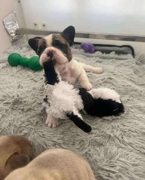 fantastici cuccioli di bouledogue per ladozione | Foto 3