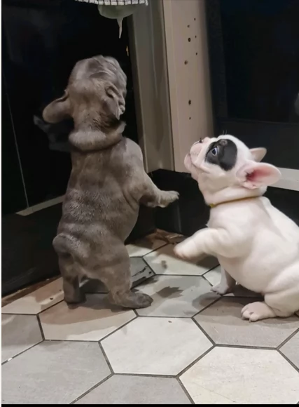 fantastici cuccioli di bouledogue per ladozione | Foto 1