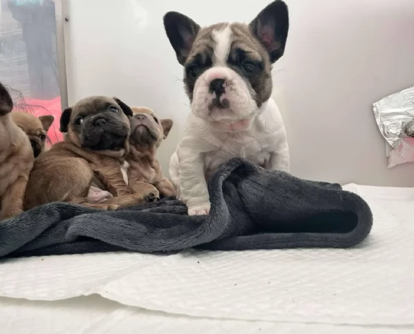 fantastici cuccioli di bouledogue per ladozione