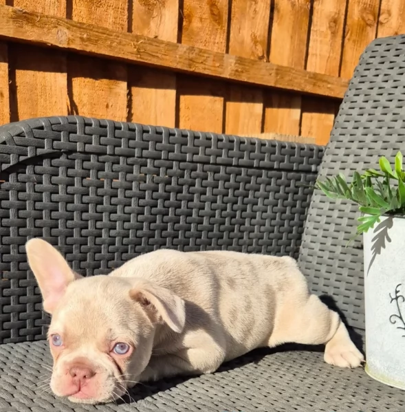 fantastici cuccioli di bouledogue per ladozione