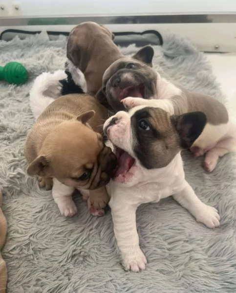 fantastici cuccioli di bouledogue per ladozione | Foto 0