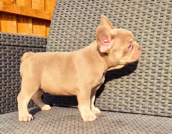 fantastici cuccioli di bouledogue per ladozione | Foto 2