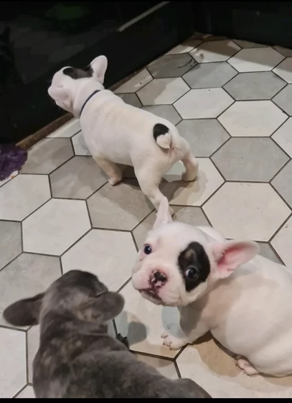 fantastici cuccioli di bouledogue per ladozione | Foto 2