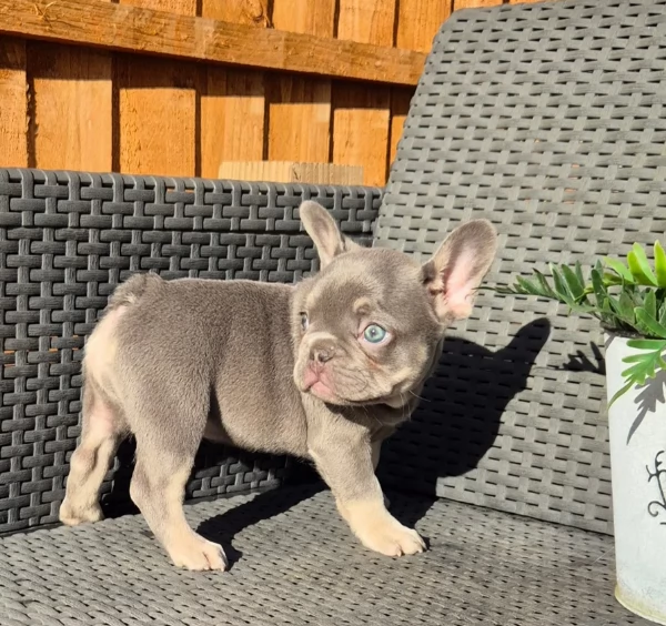 fantastici cuccioli di bouledogue per ladozione | Foto 1
