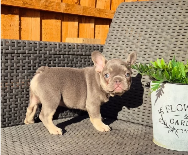 fantastici cuccioli di bouledogue per ladozione | Foto 2