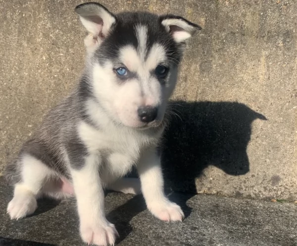 meraviglioso cuccioli di siberian husky per ladozione | Foto 1