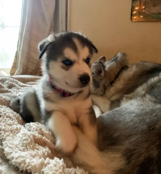 meraviglioso cuccioli di siberian husky per ladozione | Foto 6