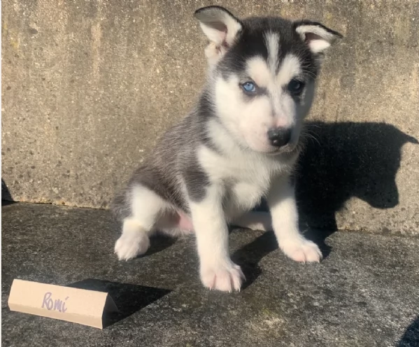 meraviglioso cuccioli di siberian husky per ladozione | Foto 3