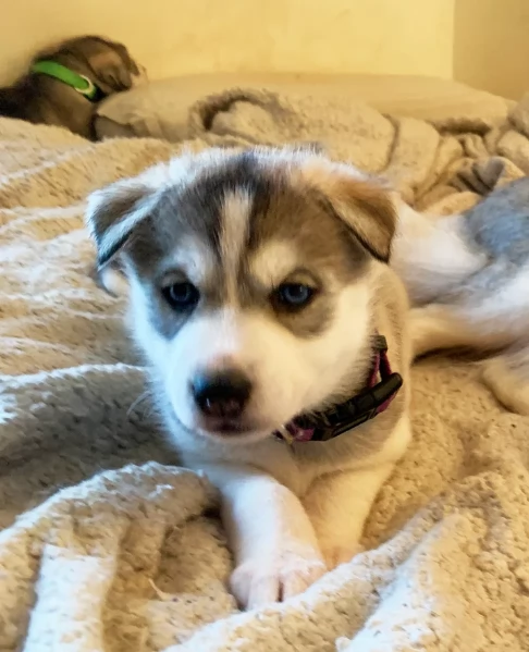 meraviglioso cuccioli di siberian husky per ladozione | Foto 1