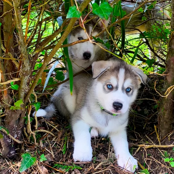 meraviglioso cuccioli di siberian husky per ladozione | Foto 0