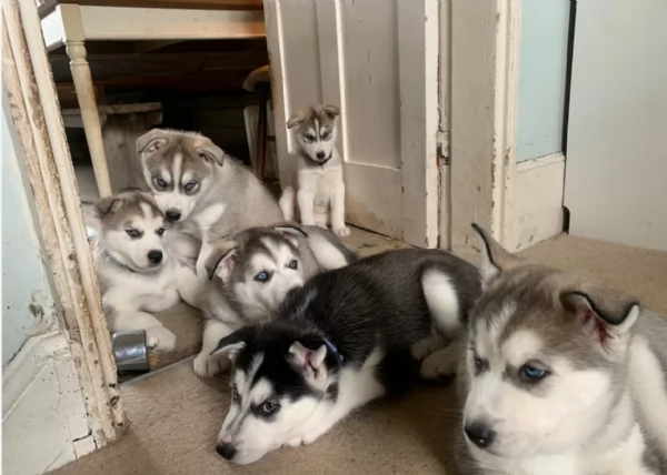 meraviglioso cuccioli di siberian husky per ladozione | Foto 1