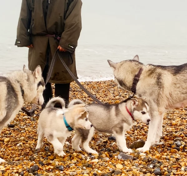 meraviglioso cuccioli di siberian husky per ladozione | Foto 0