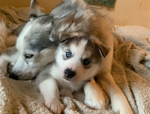 meraviglioso cuccioli di siberian husky per ladozione