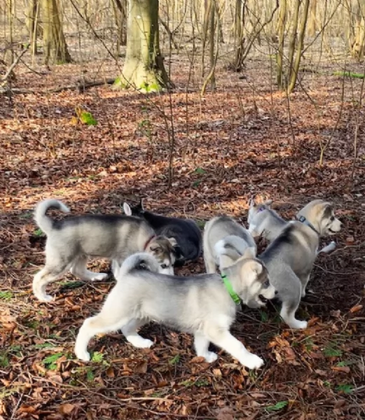 meraviglioso cuccioli di siberian husky per ladozione