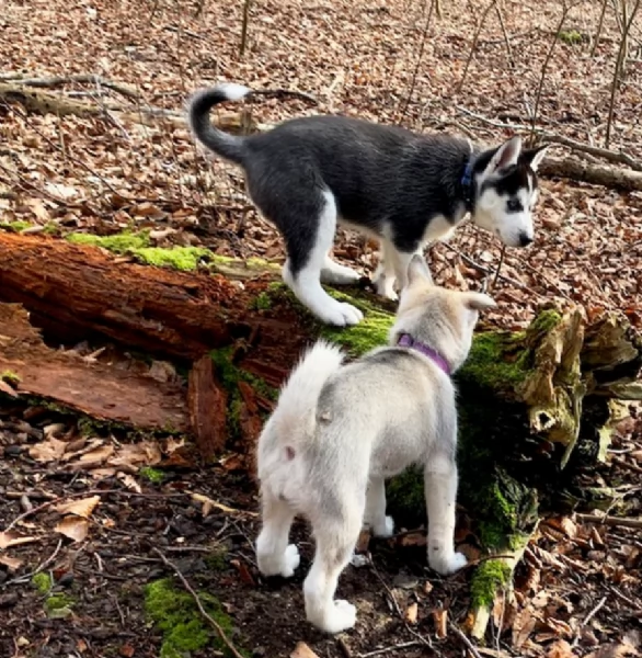 meraviglioso cuccioli di siberian husky per ladozione | Foto 6