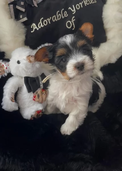 Biewer Yorkshire Terriers toy picolo razza per adozione regalo | Foto 5