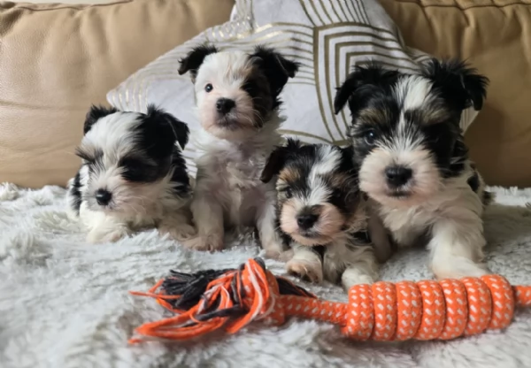 Biewer Yorkshire Terriers toy picolo razza per adozione regalo