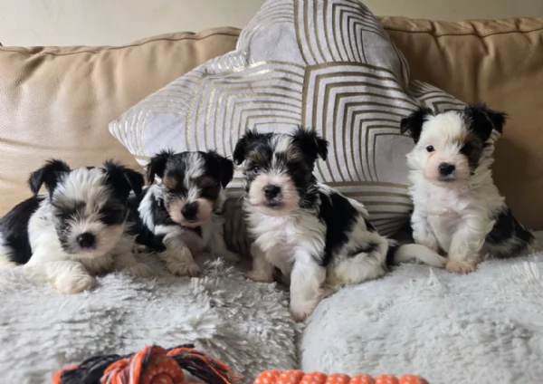 Biewer Yorkshire Terriers toy picolo razza per adozione regalo