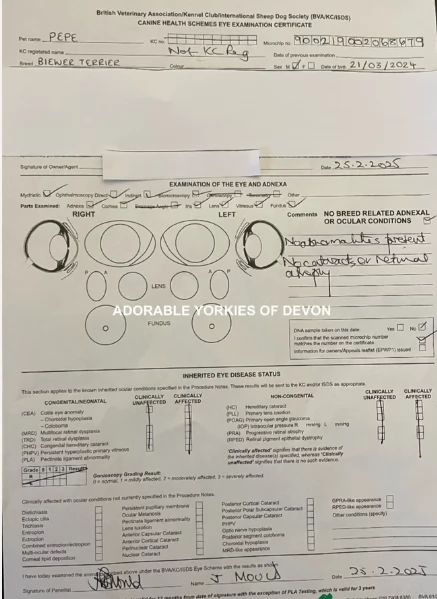 Biewer Yorkshire Terriers toy picolo razza per adozione regalo | Foto 3