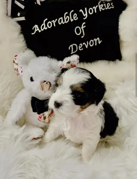 Biewer Yorkshire Terriers toy picolo razza per adozione regalo | Foto 3