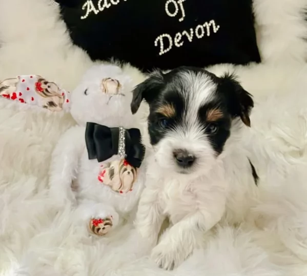 Biewer Yorkshire Terriers toy picolo razza per adozione regalo | Foto 2