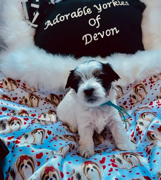 Biewer Yorkshire Terriers toy picolo razza per adozione regalo | Foto 3