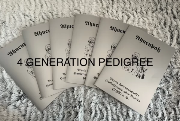 Biewer Yorkshire Terriers toy picolo razza per adozione regalo | Foto 0