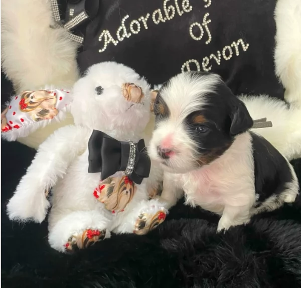 Biewer Yorkshire Terriers toy picolo razza per adozione regalo