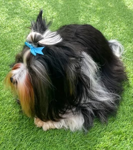 Biewer Yorkshire Terriers toy picolo razza per adozione regalo | Foto 1