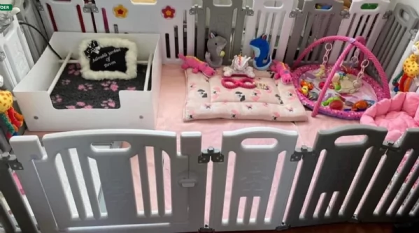 Biewer Yorkshire Terriers toy picolo razza per adozione regalo | Foto 3