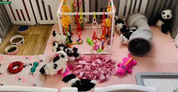 Biewer Yorkshire Terriers toy picolo razza per adozione regalo