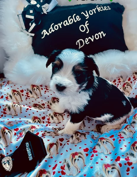 Biewer Yorkshire Terriers toy picolo razza per adozione regalo | Foto 7