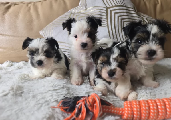 Biewer Yorkshire Terriers toy picolo razza per adozione regalo | Foto 2