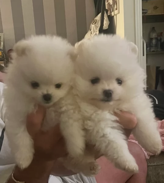per adozione regalo Volpino Pomerania toy picolo razza | Foto 1