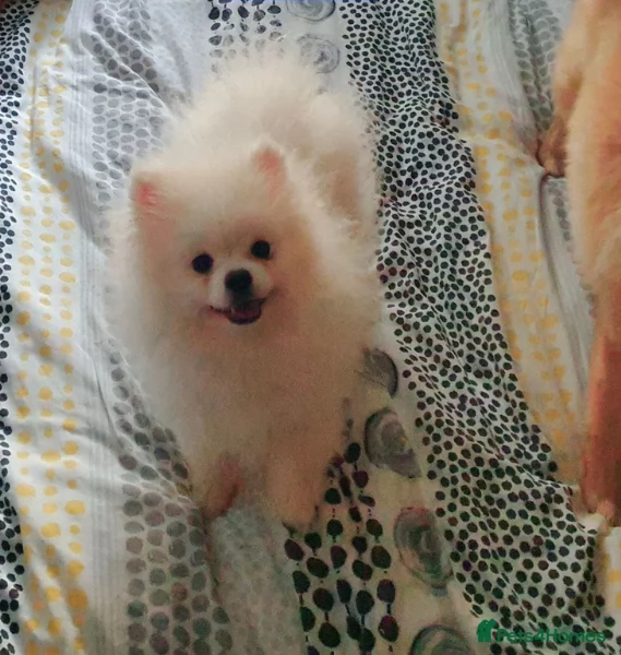 per adozione regalo Volpino Pomerania toy picolo razza | Foto 6