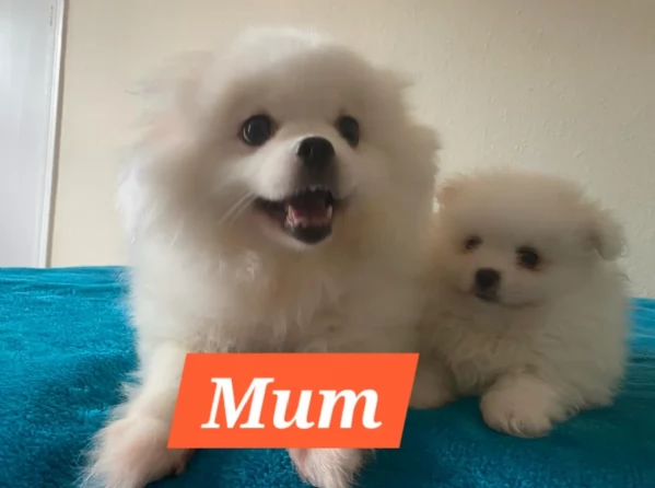 per adozione regalo Volpino Pomerania toy picolo razza | Foto 2