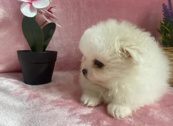 per adozione regalo Volpino Pomerania toy picolo razza | Foto 0