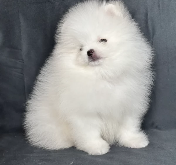 per adozione regalo Volpino Pomerania toy picolo razza | Foto 1