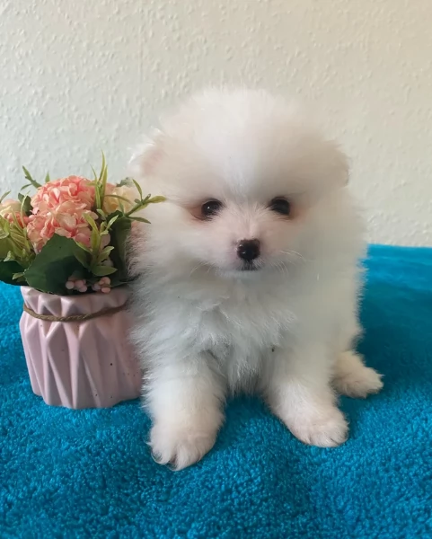 per adozione regalo Volpino Pomerania toy picolo razza | Foto 0